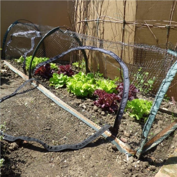 seedling protection